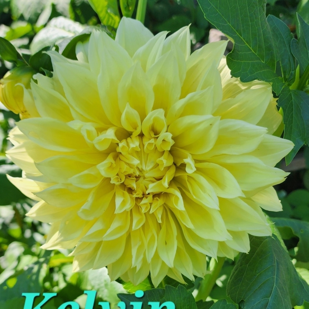 Vibrant Yellow Dahlia Flower